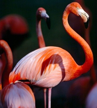 greater-flamingo